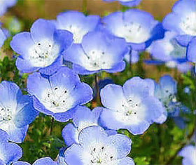 Marde Ross Company Baby Blue Eyes flowers in bloom brighten informal borders