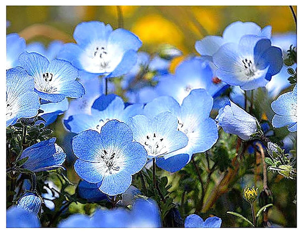Marde Ross Company Baby Blue Eyes seeds closeup shows tiny seeds for easy sowing