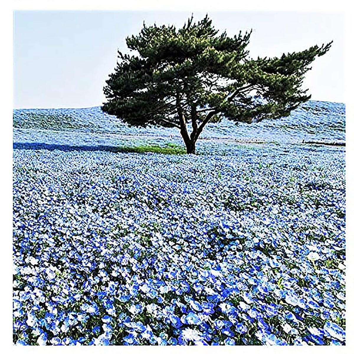 Marde Ross Company 1500 Baby Blue Eyes seeds in garden setup for sun-loving color