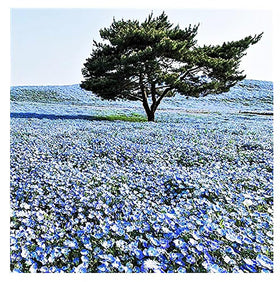 Marde Ross Company 1500 Baby Blue Eyes seeds in garden setup for sun-loving color
