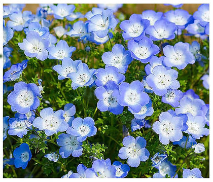 Marde Ross Company 1500 Baby Blue Eyes seeds pack front for sunny borders and color