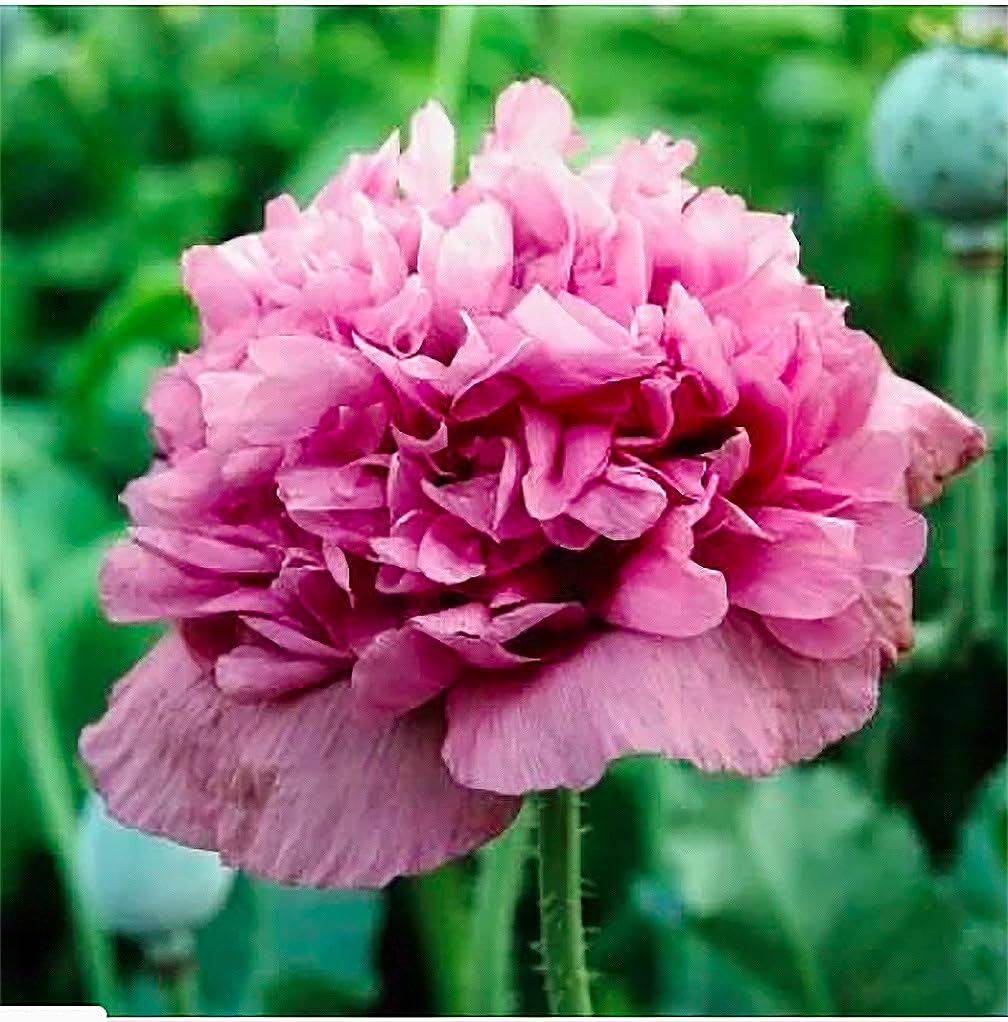 Marde Ross & Co 1600 Violetta Blush poppy seeds for vibrant garden color