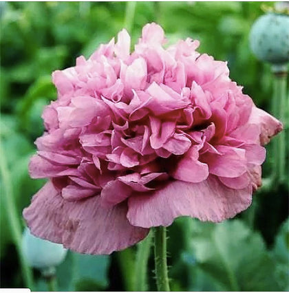 Marde Ross & Co 1600 Violetta Blush poppy seeds for vibrant garden color