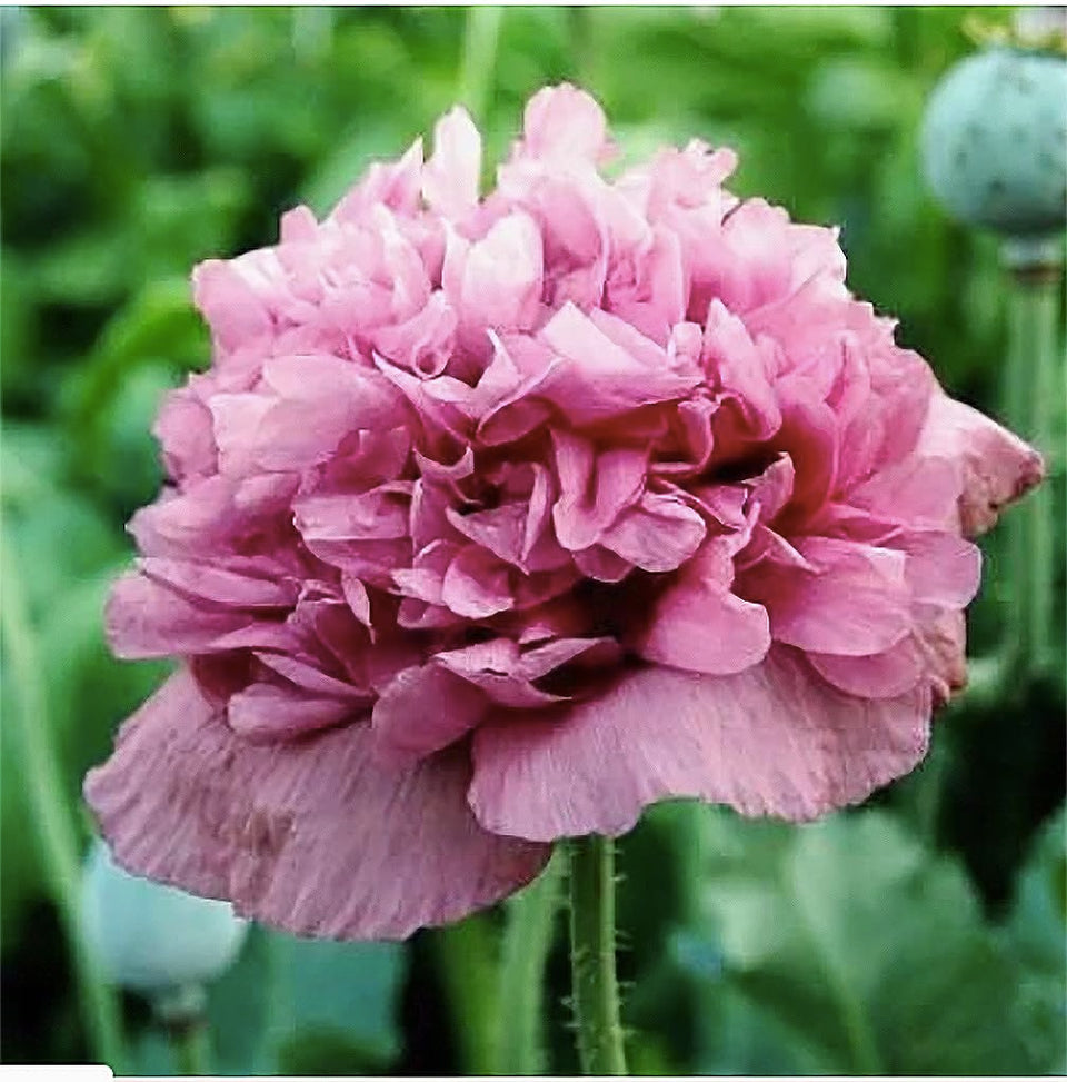 Marde Ross & Co 1600 Violetta Blush poppy seeds for vibrant garden color
