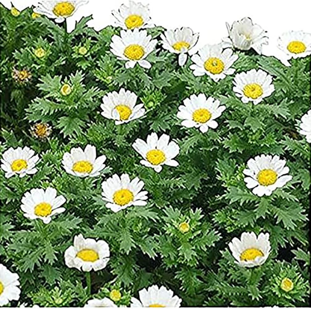 Marde Ross 6000 Creeping Daisy seeds for sunny groundcover with white petals.