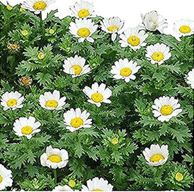 Marde Ross 6000 Creeping Daisy seeds for sunny groundcover with white petals.