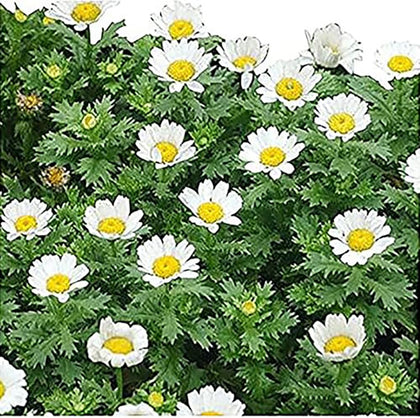 Marde Ross 6000 Creeping Daisy seeds for sunny groundcover with white petals.