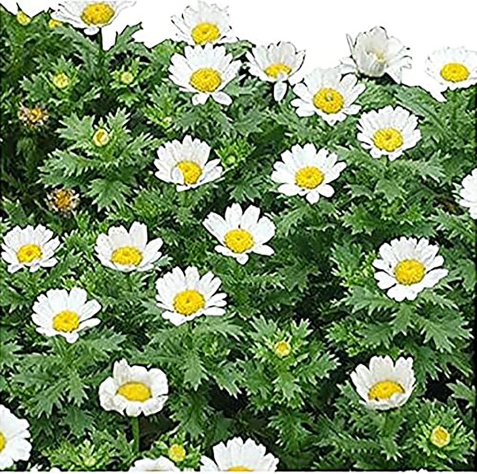 Marde Ross 6000 Creeping Daisy seeds for sunny groundcover with white petals.