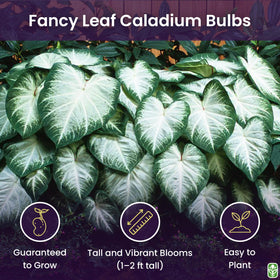 Aaron caladium giant heart-shaped leaves in shade brighten borders and containers.