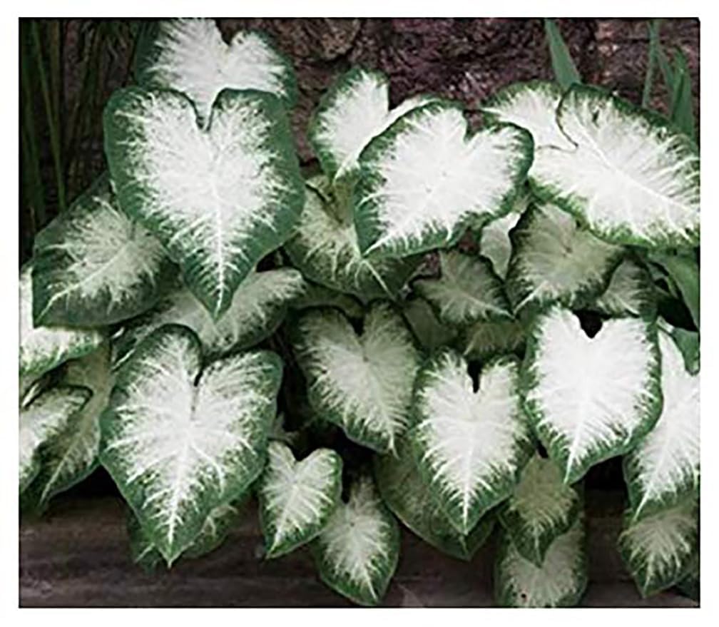 Marde Ross Aaron caladium leaves closeup shows white centers with green edges for shaded garden contrast.