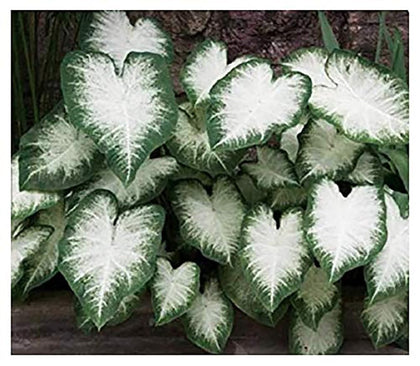 Marde Ross Aaron caladium leaves closeup shows white centers with green edges for shaded garden contrast.
