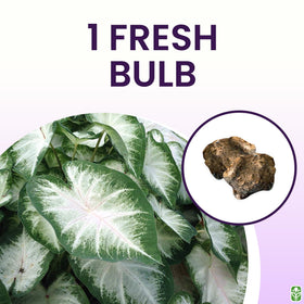 Aaron caladium bulbs arranged for shade gardens, ideal for borders and containers.