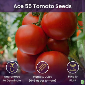 Marde Ross Ace 55 germination seedling shows healthy start for outdoor tomatoes.