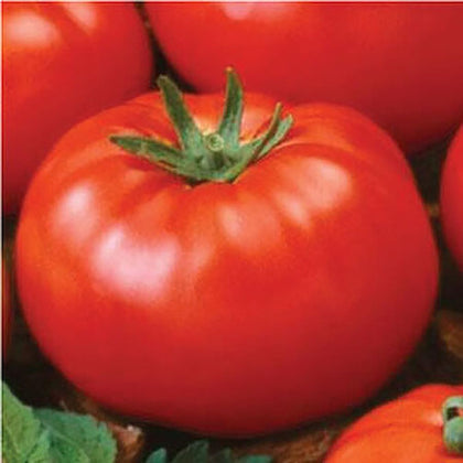 Marde Ross and Company Ace 55 seed packet for outdoor planting and large beefsteak tomatoes.