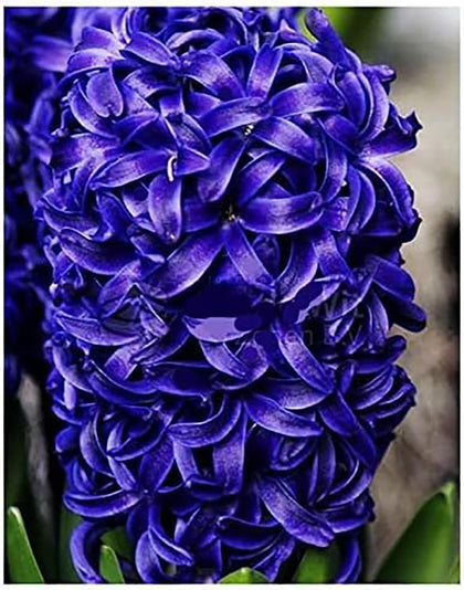 Marde Ross Aida hyacinth bulbs — 10-pack ready for bold spring color in beds.