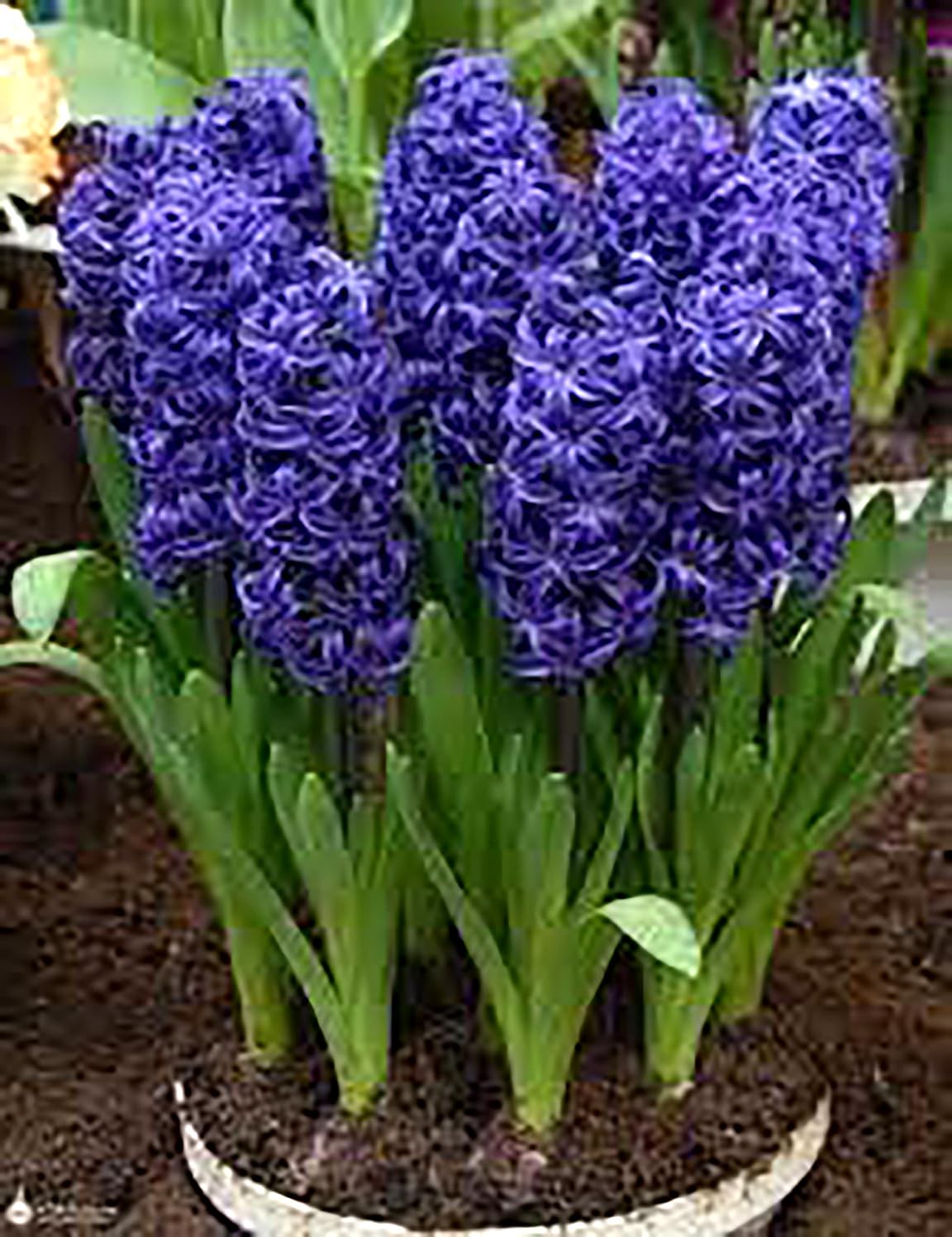 Marde Ross Aida hyacinth bulbs 16-17 cm size for strong growth and vibrant displays.
