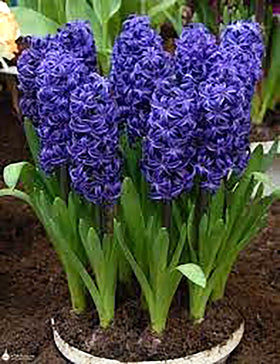 Marde Ross Aida hyacinth bulbs 16-17 cm size for strong growth and vibrant displays.