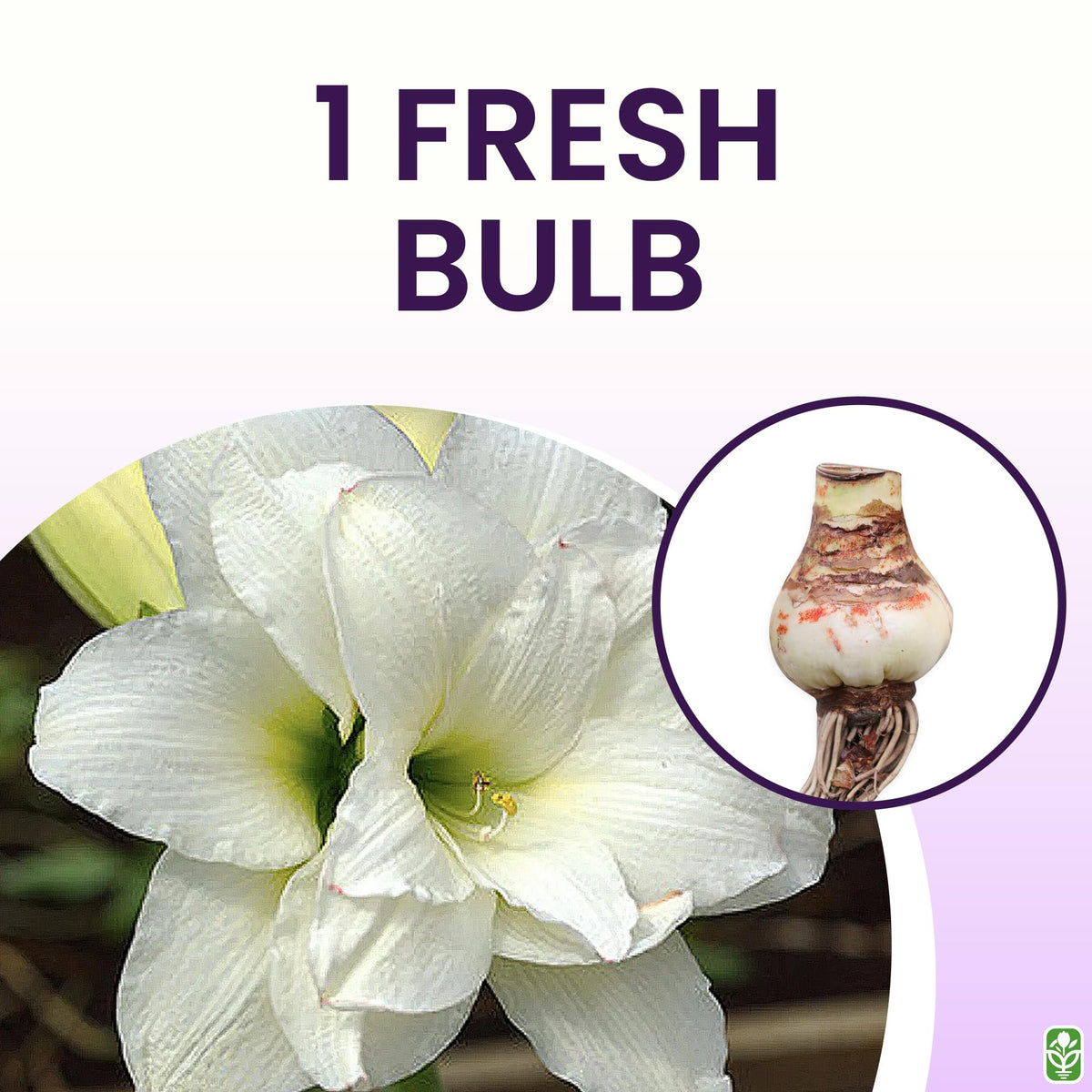 Indoor or outdoor arrangements suit Marde Ross Alaska amaryllis.