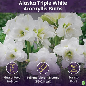 Marde Ross Alaska bare-root amaryllis ready for simple soil planting.