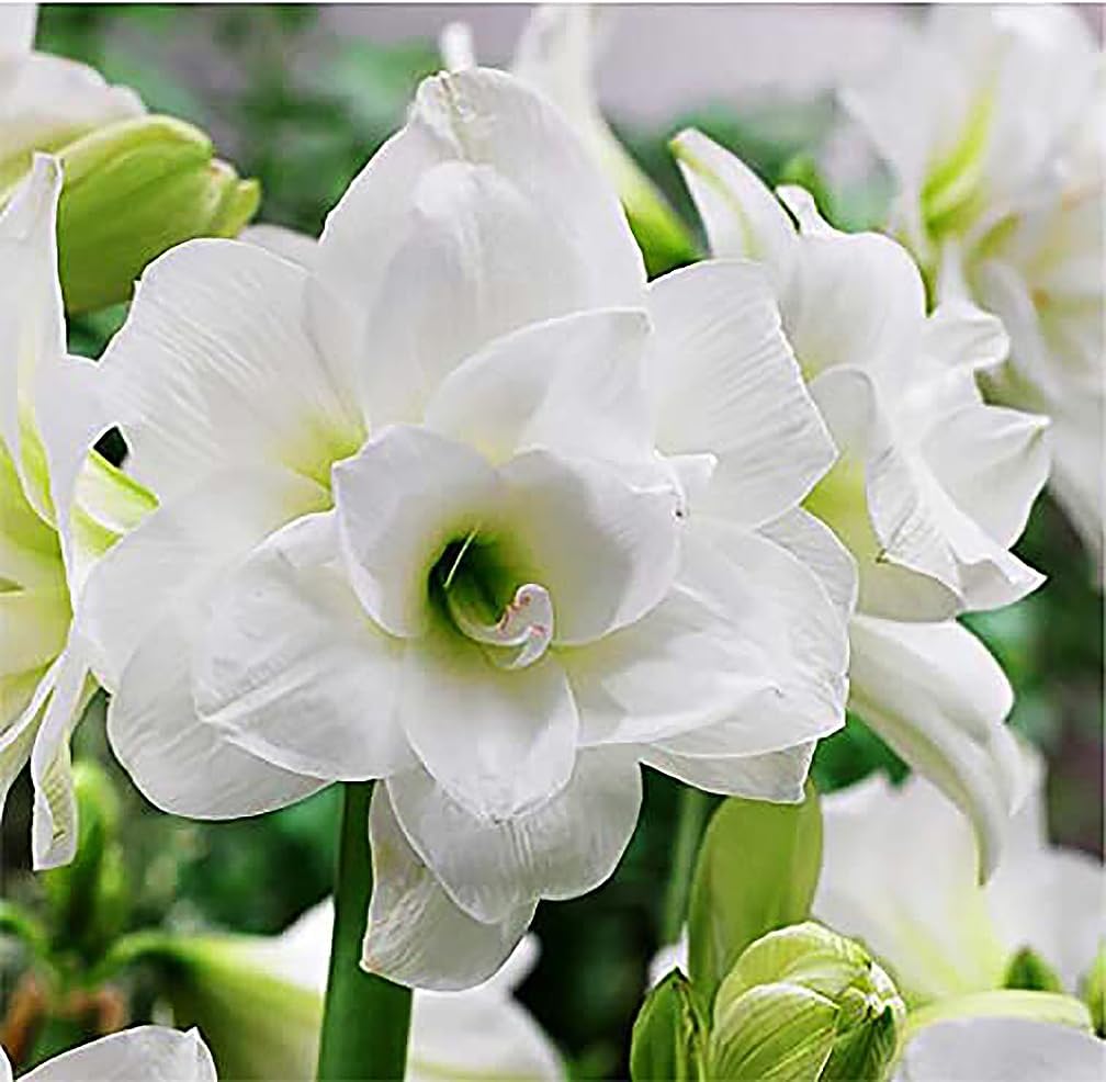 Marde Ross Alaska Triple White Amaryllis bulbs ready for elegant indoor display.