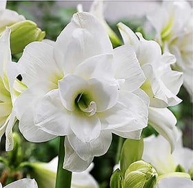 Marde Ross Alaska Triple White Amaryllis bulbs ready for elegant indoor display.