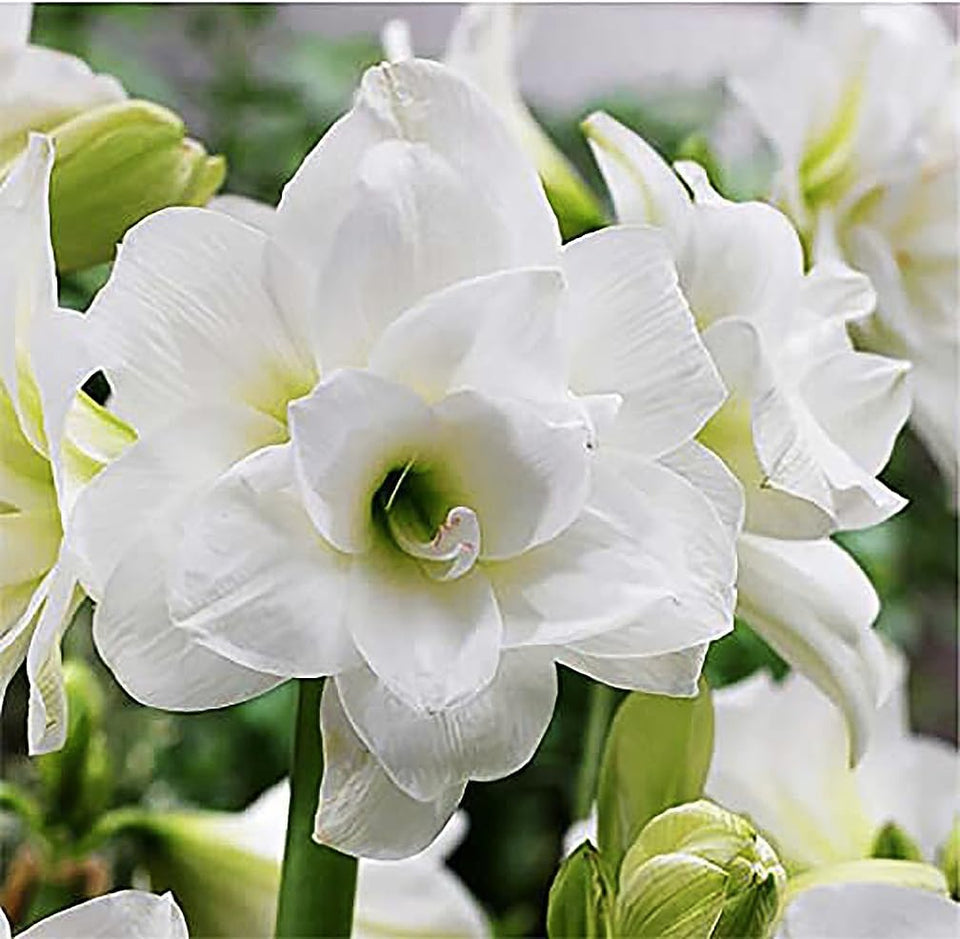 Marde Ross Alaska Triple White Amaryllis bulbs ready for elegant indoor display.