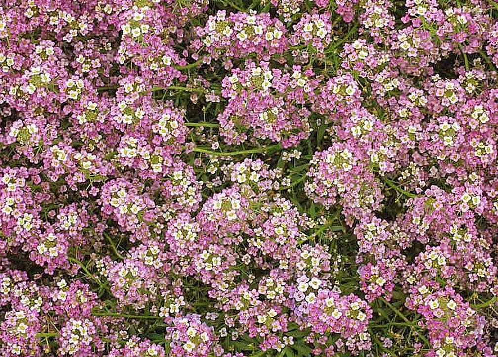 Marde Ross carpet of snow seeds are non-GMO and neonicotinoid-free.