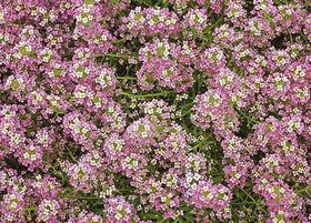 Marde Ross carpet of snow seeds are non-GMO and neonicotinoid-free.
