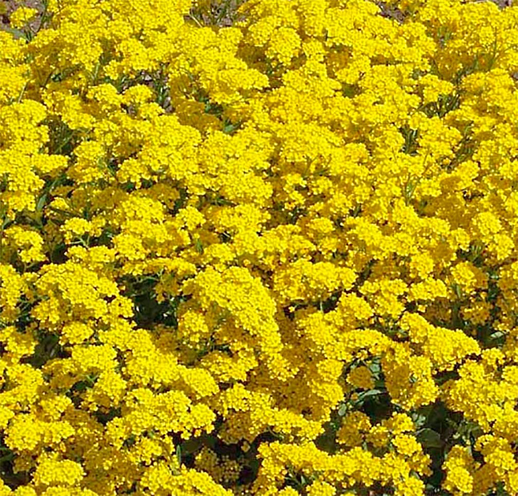 Marde Ross alyssum seeds ideal for indoor or outdoor sowing.