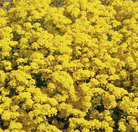Marde Ross alyssum seeds ideal for indoor or outdoor sowing.
