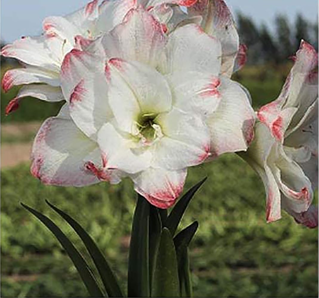 Marde Ross and Company Amadeus Amaryllis Picotee bloom closeup for vibrant indoor displays