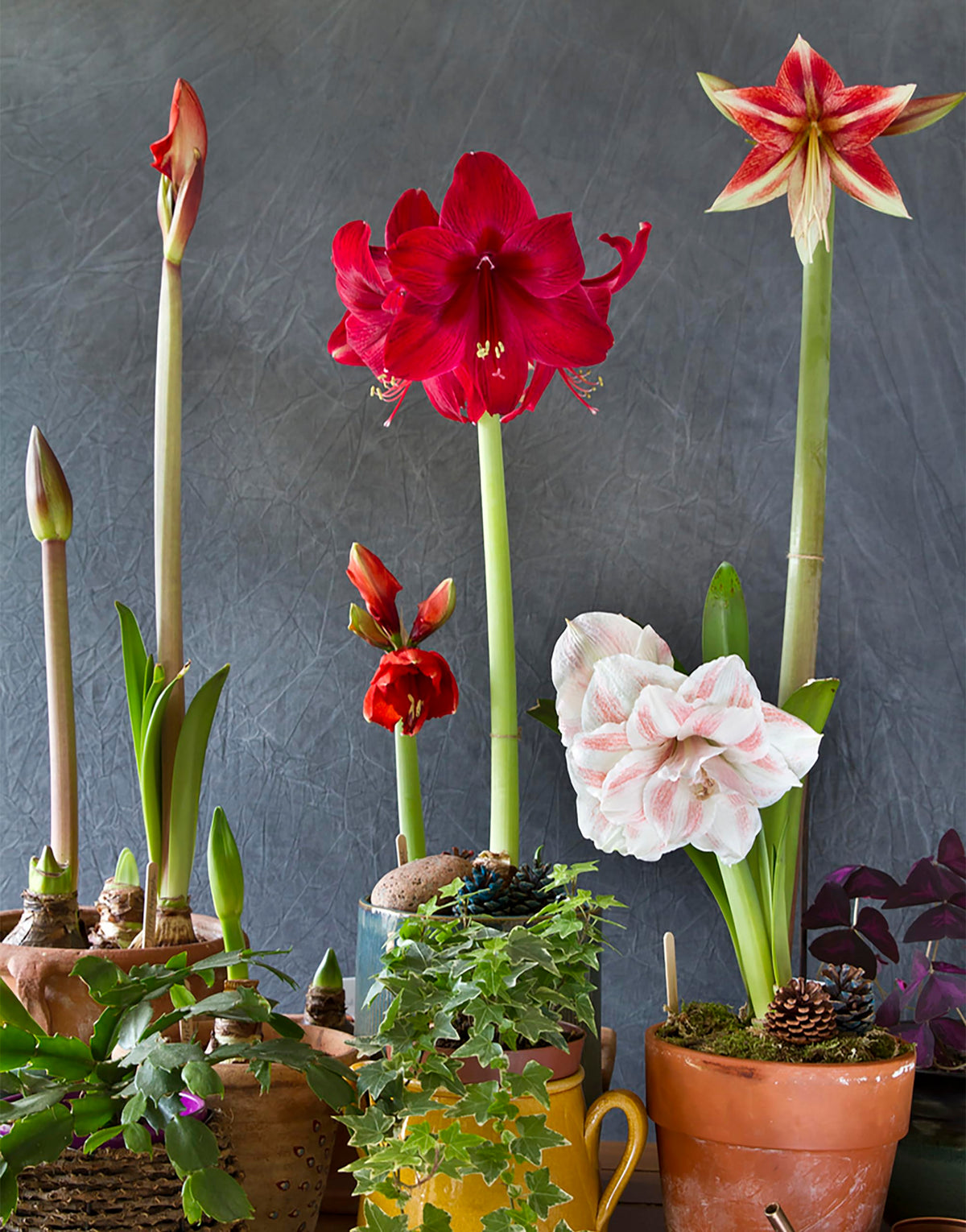 Marde Ross and Company Amadeus Picotee in a pot showcases elegant white petals