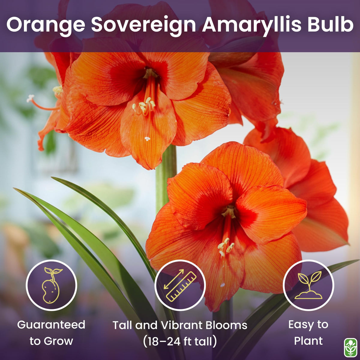 Large 28-30 cm bare-root bulb promotes robust growth to 16-24 inches tall.
