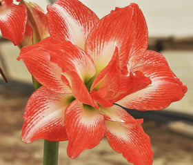 Marde Ross China Star amaryllis bloom with bold red-orange petals edged in white.