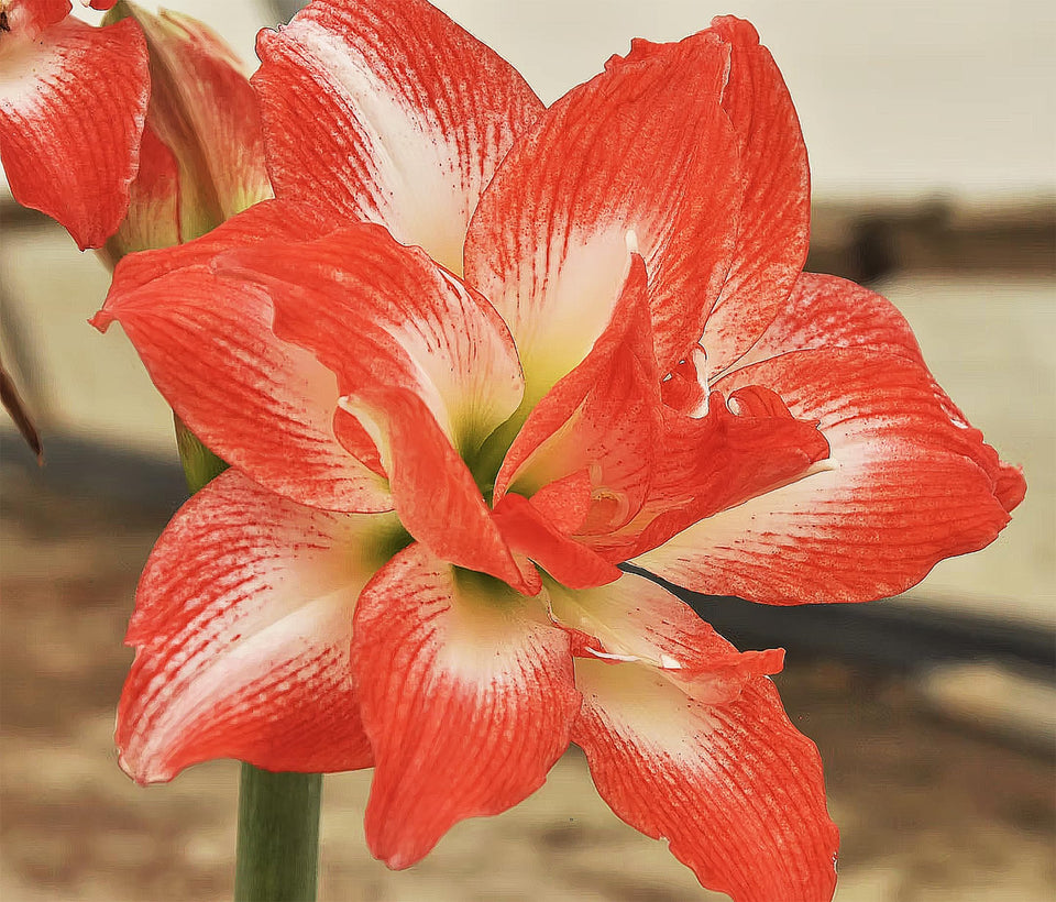 Marde Ross China Star amaryllis bloom with bold red-orange petals edged in white.