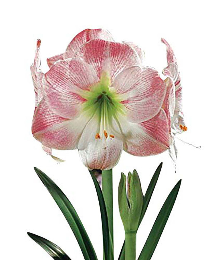 Marde Ross Apple Blossom Amaryllis bare root bulb for vibrant indoor displays
