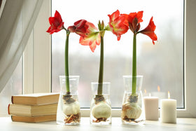 Marde Ross Apple Blossom Amaryllis pink and white blooms brighten any room