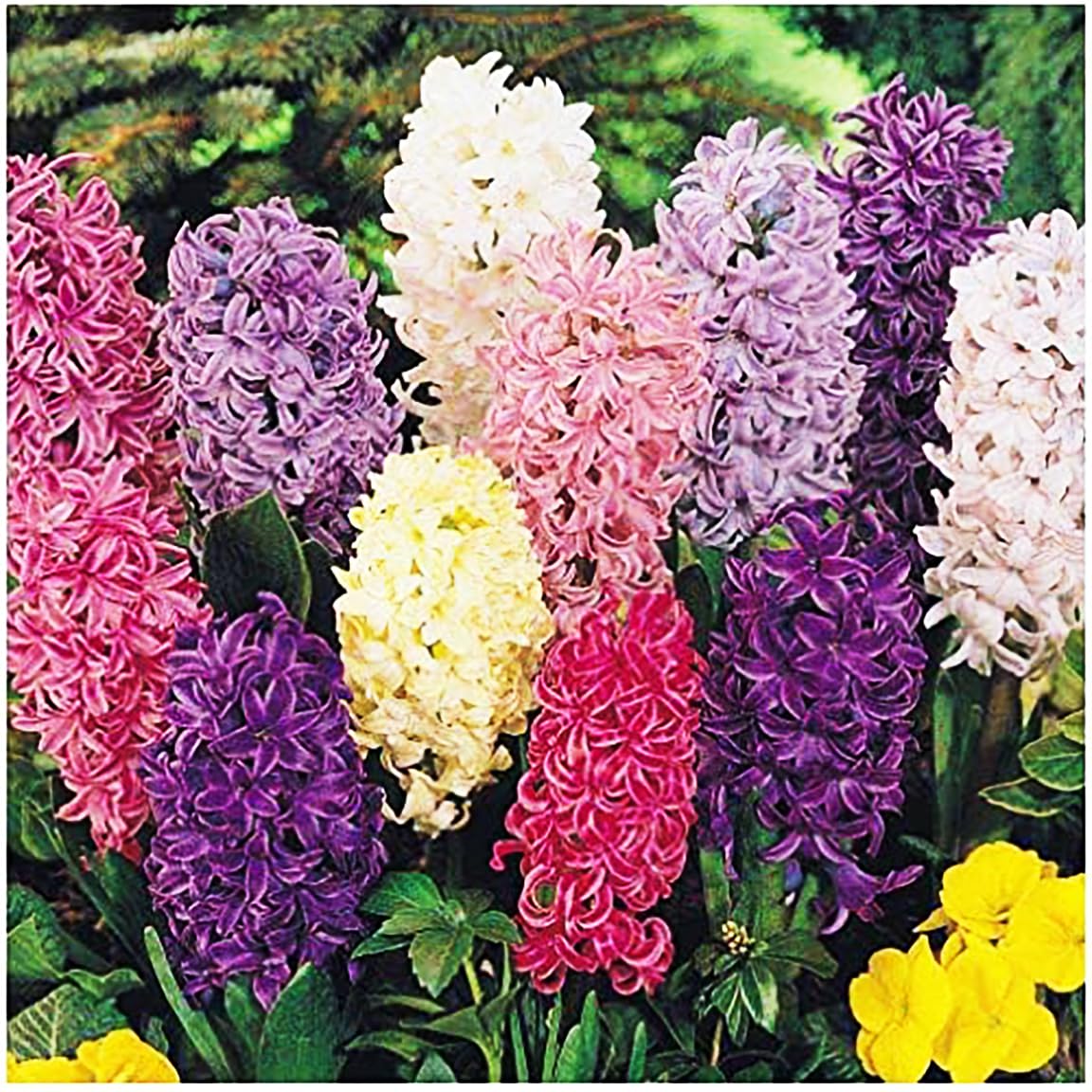 Marde Ross bare-root hyacinth bulbs 16-17 cm selected for vigorous growth and bold blooms.