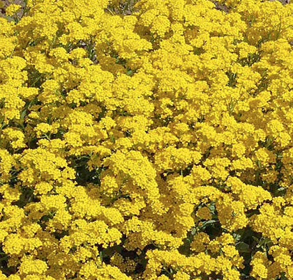Marde Ross & Company Basket of Gold seeds blooming along borders with sunny color.