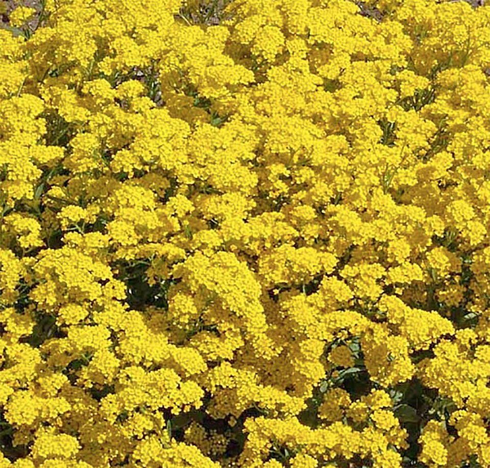 Marde Ross & Company Basket of Gold seeds blooming along borders with sunny color.