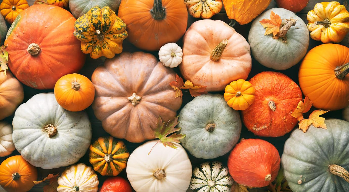 Garden bed shows Big Max vines hinting at large pumpkin harvest.