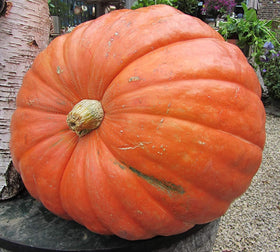 Big Max pumpkin seeds packet back with Marde Ross & Company branding.