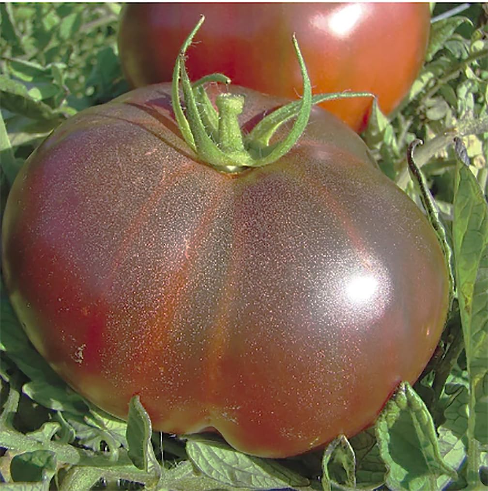 Marde Ross Black Krim tomato fruit on vine showing deep maroon color for home gardeners