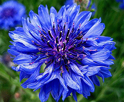 Marde Ross & Company Blue Bachelor Button seeds pack close-up for vivid blue borders.