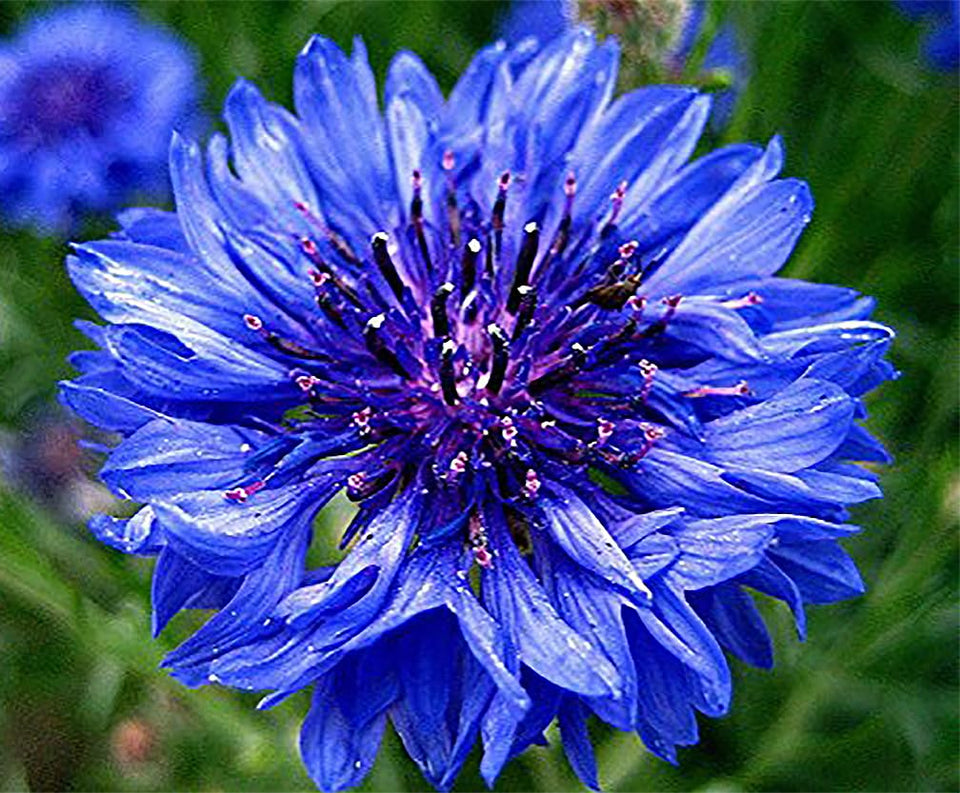 Marde Ross & Company Blue Bachelor Button seeds pack close-up for vivid blue borders.