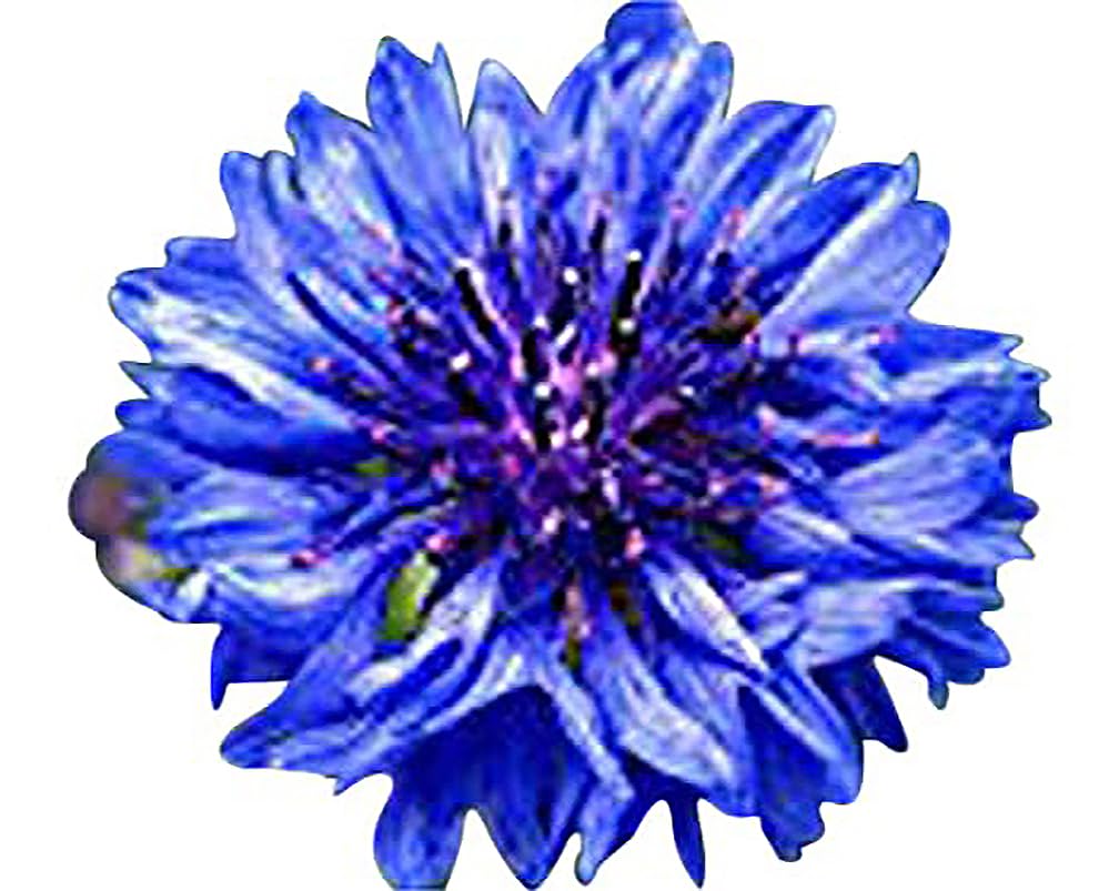 Marde Ross & Company blue cornflower bloom close-up ideal for cut flower arrangements.