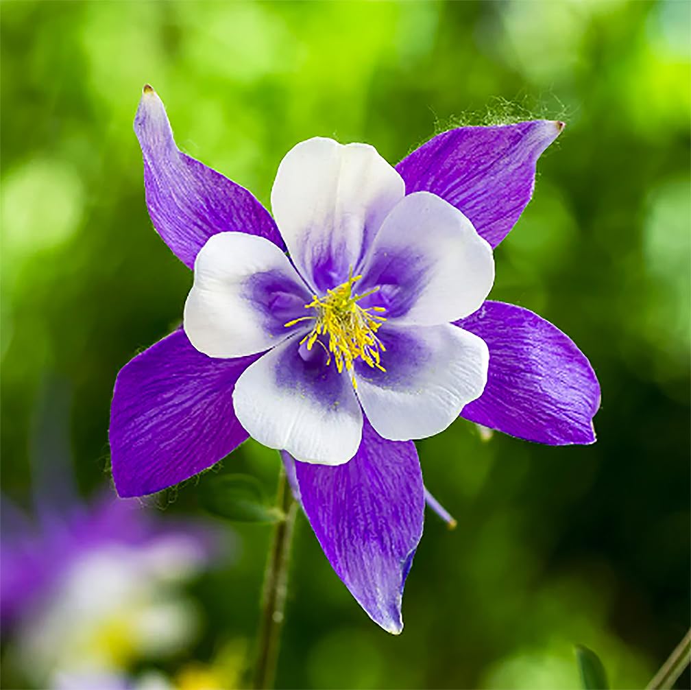 Marde Ross Blue Dream Columbine seeds pack front for easy border planting