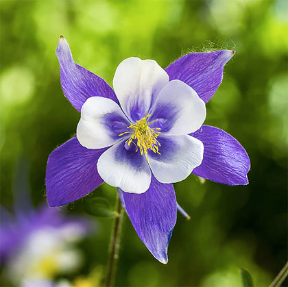 Marde Ross Blue Dream Columbine seeds pack front for easy border planting