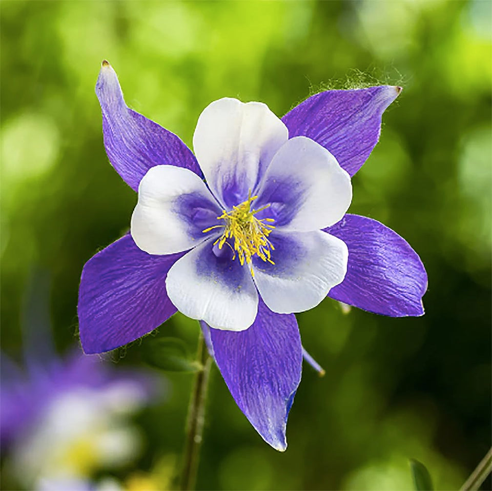 Marde Ross Blue Dream Columbine seeds pack front for easy border planting
