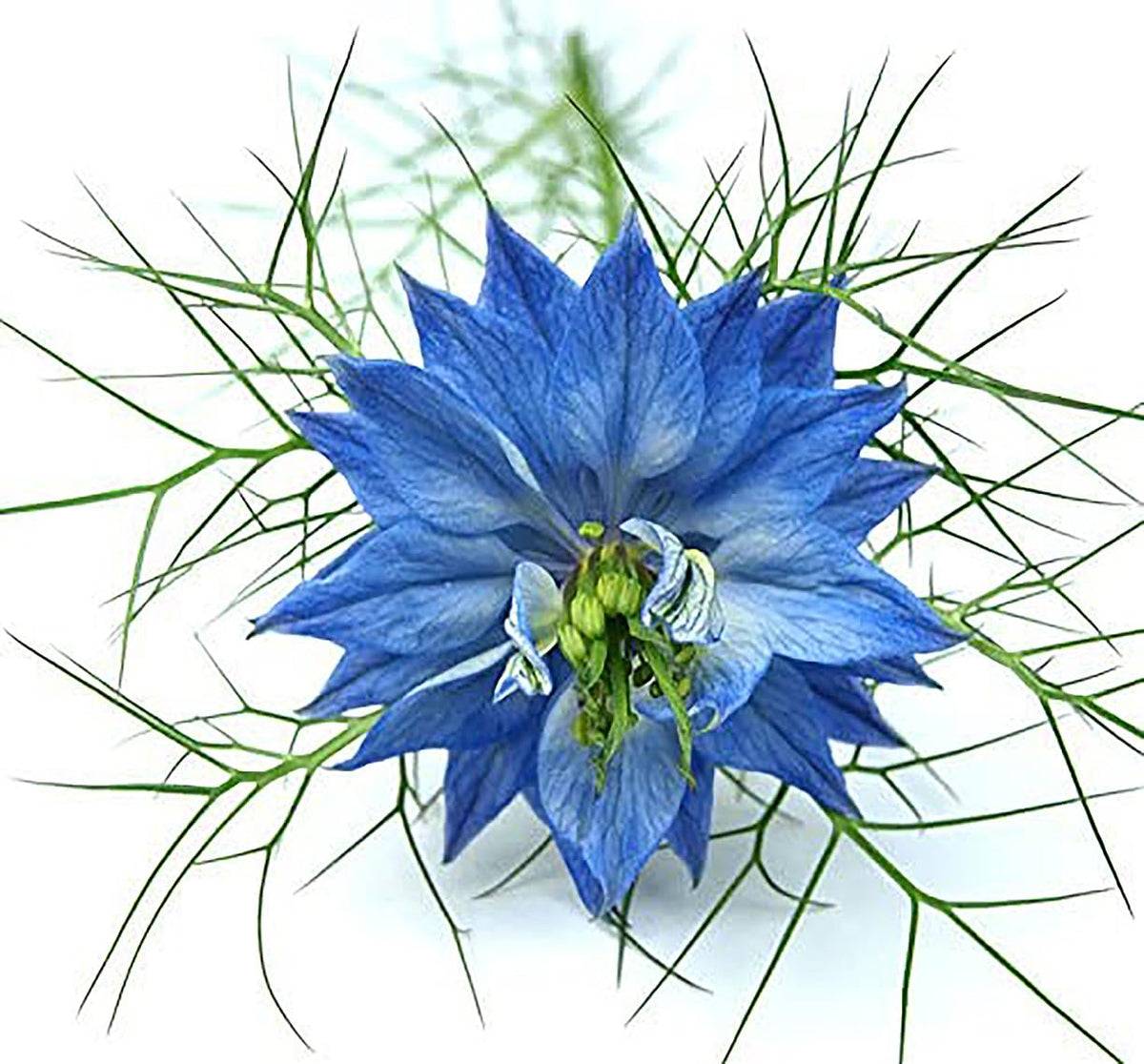 Marde Ross & Company Blue Love in a Mist seed pack for vibrant garden color.